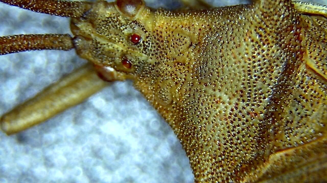 Aulas STEM y laboratorios docentes imagen de muestra microscópica 1