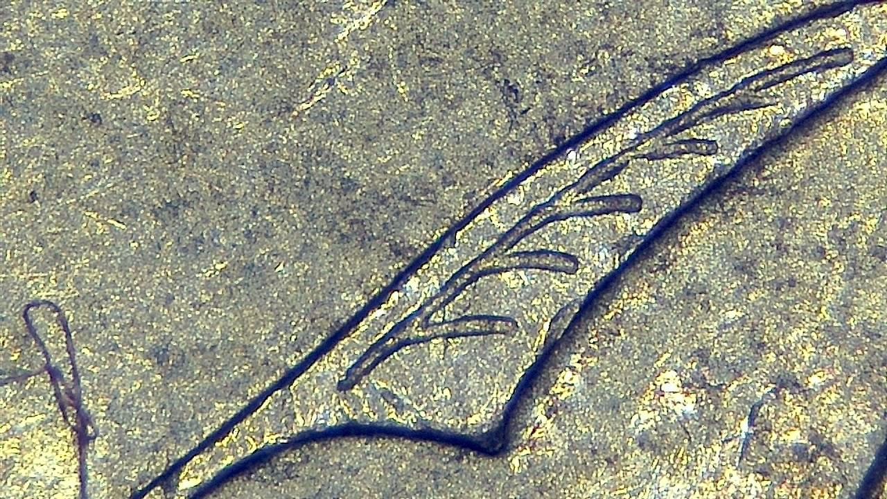 Schmuckinspektion und Detaildokumentation Mikroskopisches Beispielbild 20