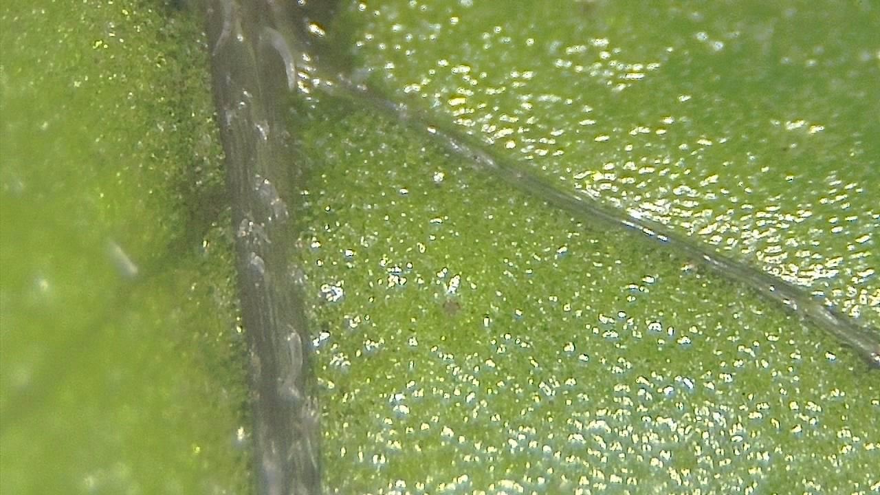 環境サンプル 顕微鏡画像の例 7