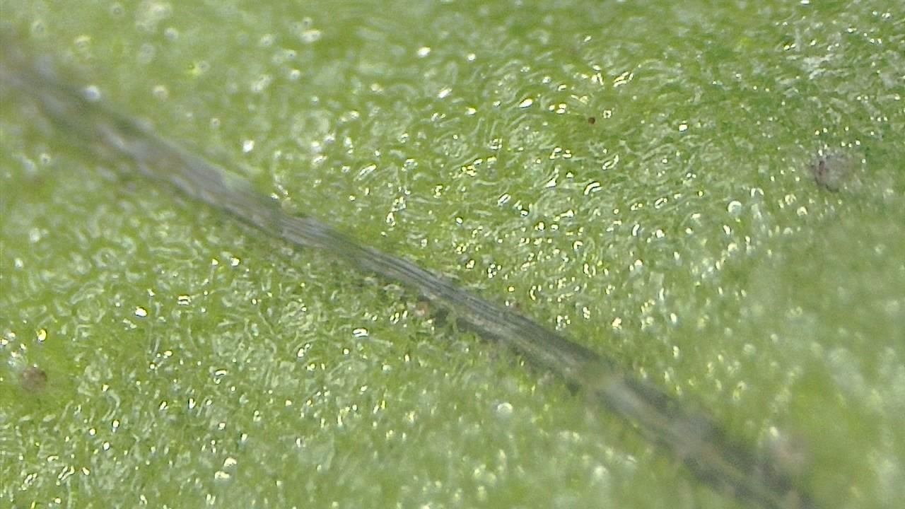 環境サンプル 顕微鏡画像の例 8
