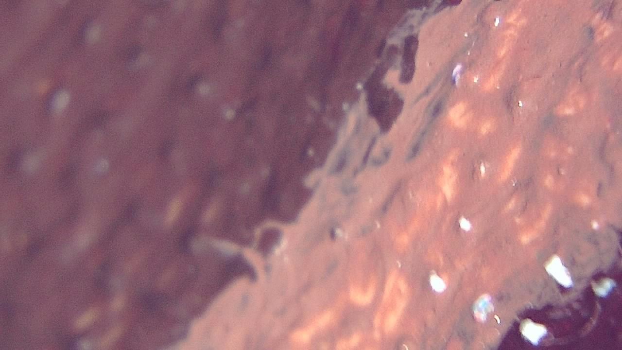 Restauro e Conservação Imagem de exemplo de microscopia 2