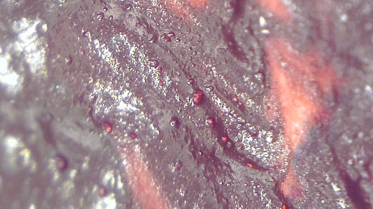 Restauro e Conservação Imagem de exemplo de microscopia 4
