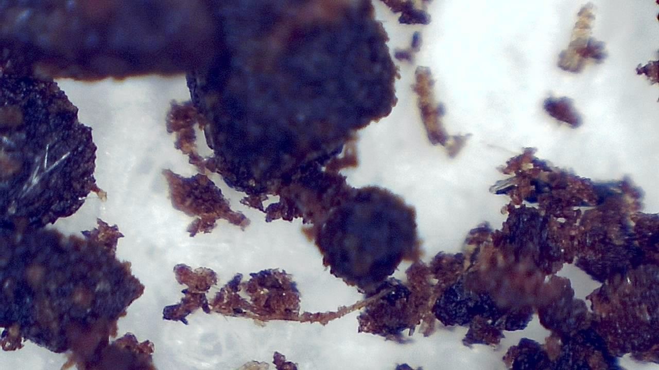 STEM 강의실 및 교육 실험실 현미경 시료 이미지 예시 35