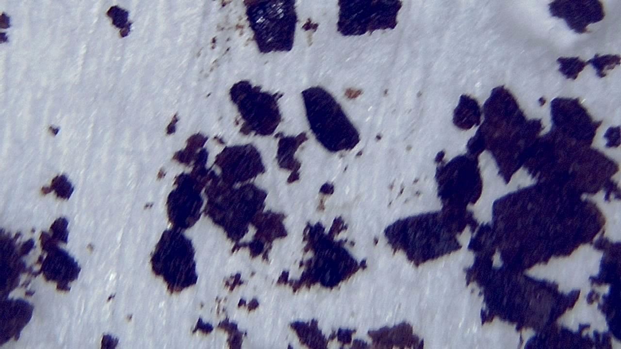Lebensmittelindustrie Mikroskopisches Beispielbild 2
