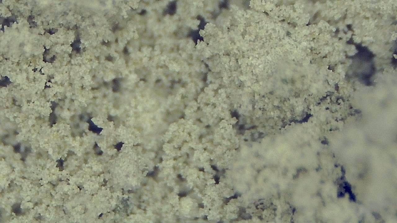 Lebensmittelindustrie Mikroskopisches Beispielbild 4