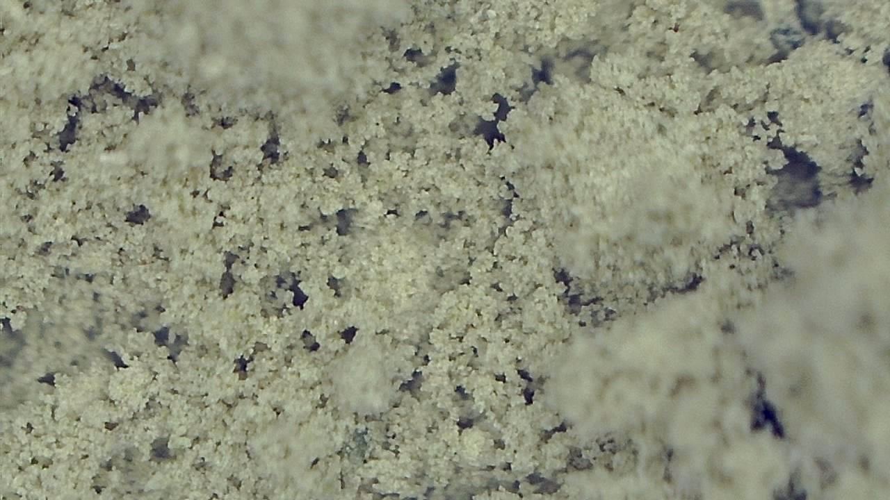 Lebensmittelindustrie Mikroskopisches Beispielbild 5
