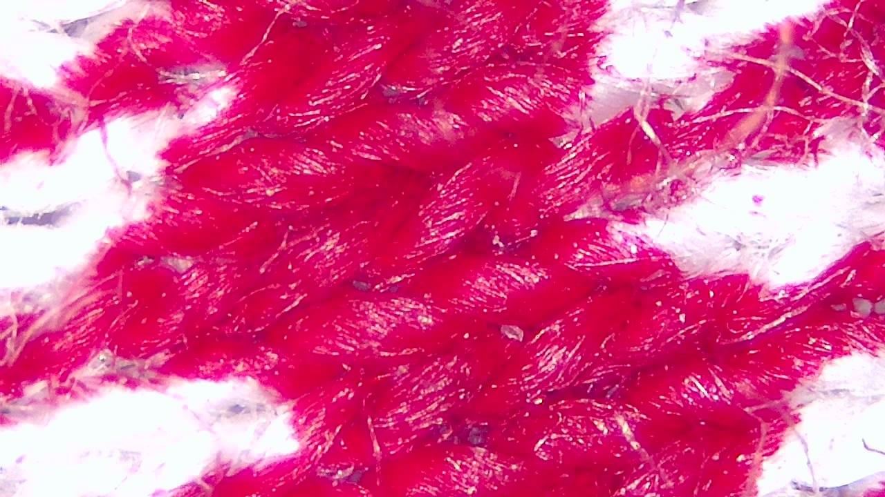 Textil- und Faserinspektion Mikroskopisches Beispielbild 13