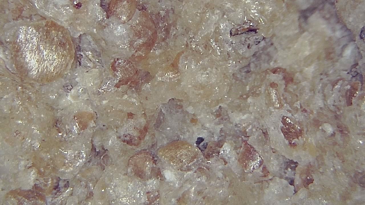 Lebensmittelindustrie Mikroskopisches Beispielbild 9