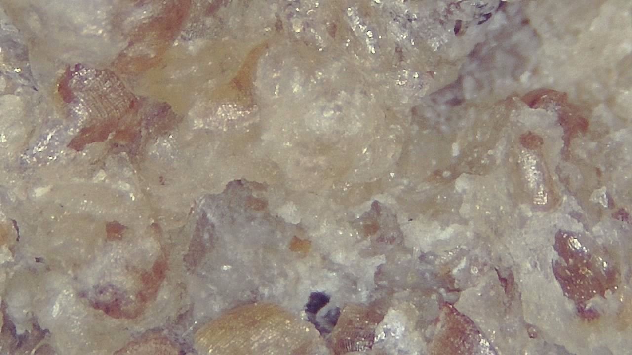 Lebensmittelindustrie Mikroskopisches Beispielbild 10
