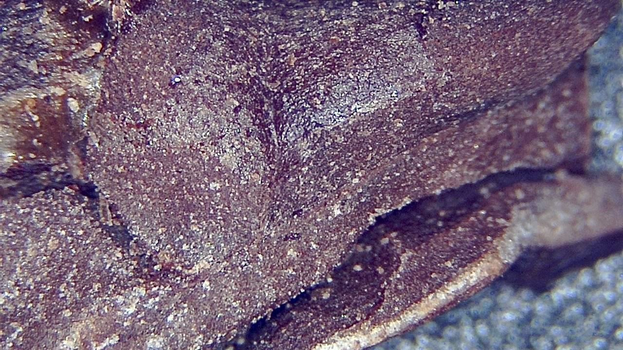 Lebensmittelindustrie Mikroskopisches Beispielbild 17