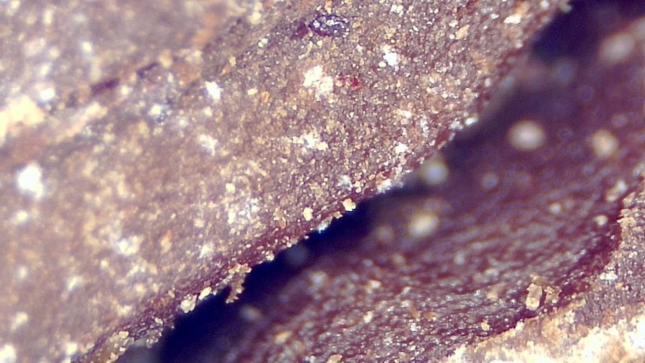 Lebensmittelindustrie Mikroskopisches Beispielbild 19