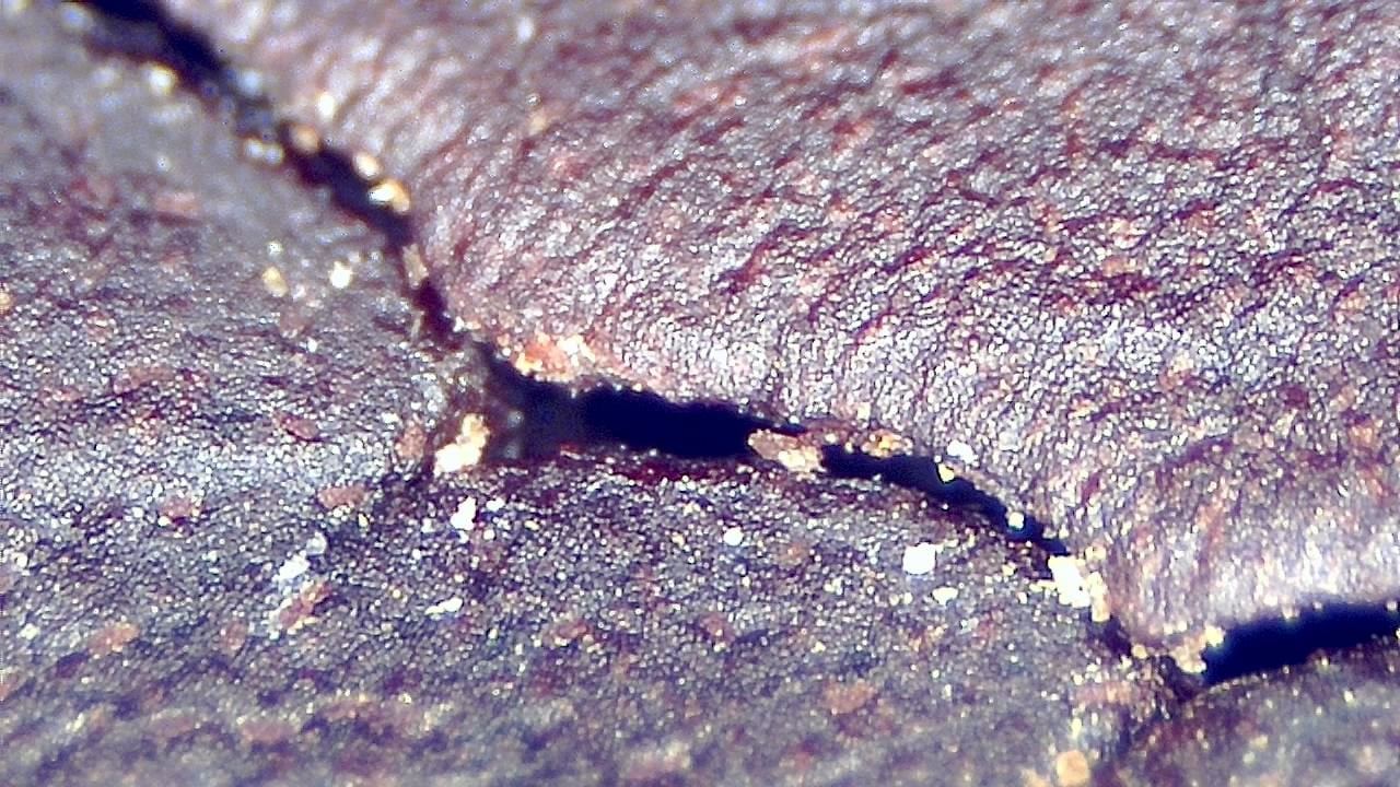 Lebensmittelindustrie Mikroskopisches Beispielbild 20