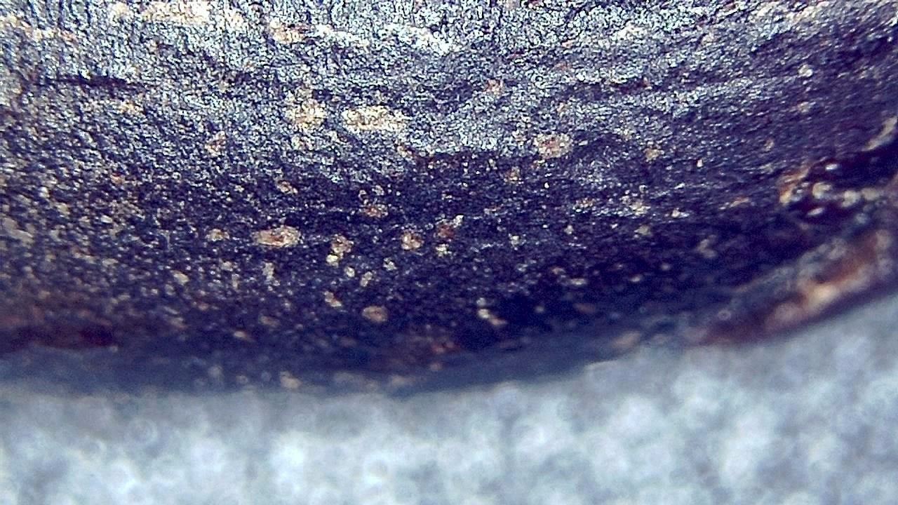 Lebensmittelindustrie Mikroskopisches Beispielbild 22