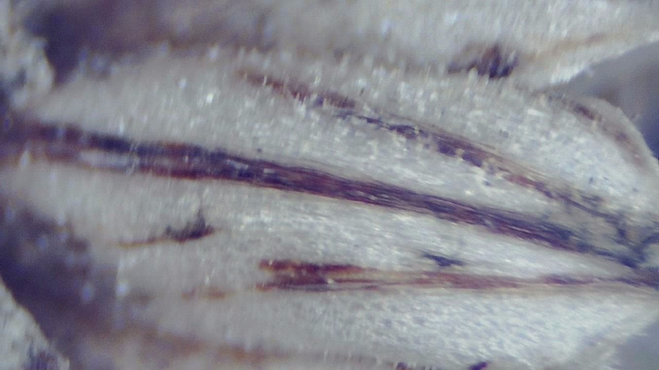 環境サンプル 顕微鏡画像の例 12