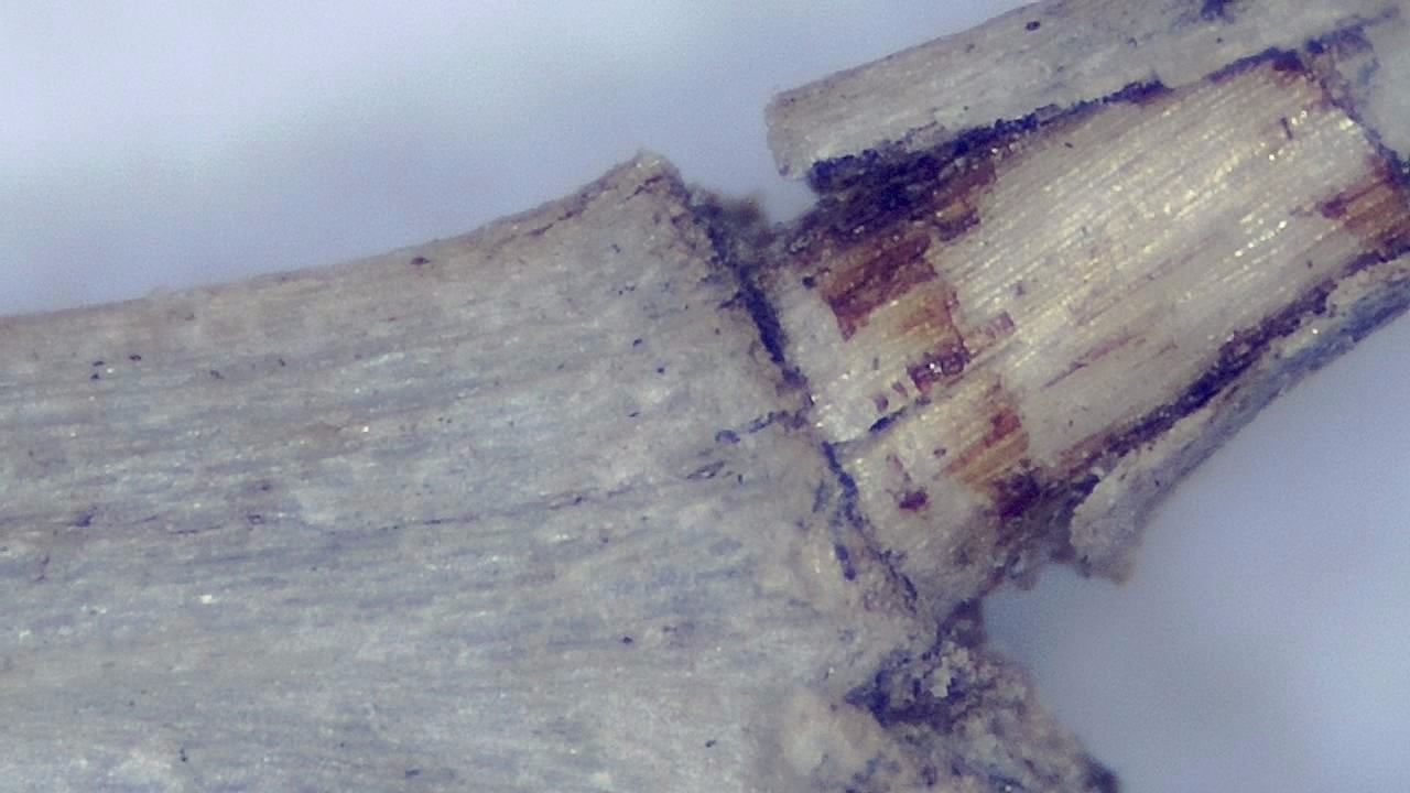 環境サンプル 顕微鏡画像の例 14